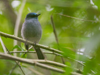 Dull-blue flycatcher, een bossoort. © Billy Herman