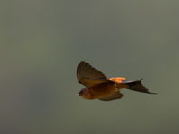 Sri Lanka swallow, een endeem! © Billy Herman