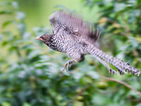 Asian koel, vaak gehoord maar zelden gezien. © Billy Herman