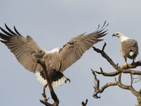 Atterrissage en douceur du white-bellied sea-eagle © Billy Herman