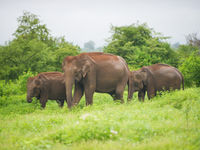 Een familie Aziatische olifanten wandelt doorheen de savanne. © Billy Herman