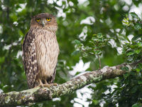 Deze brown fish owl was niet erg opgezet met een plotse plensbui. © Billy Herman