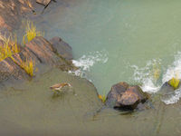 Een Indian pond heron op zoek naar vis in een stroomversnelling. © Billy Herman