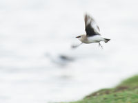 Small pratincole is een droomsoort voor velen en behoort tot een van de schattigste soorten steltlopers. © Billy Herman