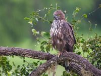 Een changeable hawk-eagle laat zich mooi fotograferen. © Billy Herman