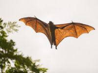 Sri Lanka - Indian flying fox - (c) Billy Herman