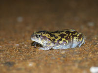 Een marbled balloon frog steekt in het schijnsel van de koplampen de weg over. © Billy Herman