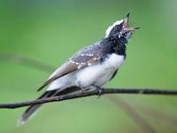 Deze luid roepende white-browed fantail maakt duidelijk wie hier de baas is. © Billy Herman