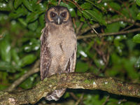 De superbes rapaces nocturnes à découvrir ! © Billy Herman