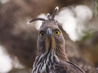 De changeable hawk-eagle kijkt wat verdwaasd. © Billy Herman