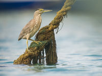 Mangrovereigers vinden overal wel een geschikte zitplaats om vis te verschalken. © Billy Herman