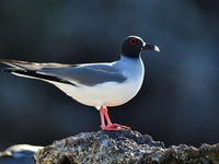 Met hun grote ogen jagen swallow-tailed gulls wanneer het donker is op inktvis, vrij uniek onder de meeuwen! © Yves Adams