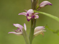 Een paarse aspergeorchis is een zeldzame en mooie orchidee van droge loofbossen. © Johannes Jansen
