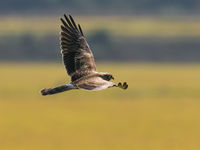 Een juveniele grauwe kiekendief in La Janda. © Patrick Keirsebilck
