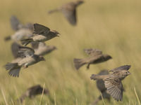 Een groep Spaanse mussen doet zich tegoed aan het gewas. © Patrick Keirsebilck
