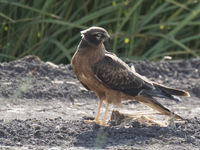 Een juveniele grauwe kiekendief pauzeert even op de akkers in La Janda, nabij Tarifa. © Patrick Keirsebilck
