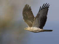 Een juveniele wespendief, een lichte vorm hier, op weg naar het zuiden. © Patrick Keirsebilck
