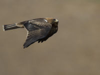 Een dwergarend op ooghoogte. © Patrick Keirsebilck
