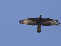 Wespendieven kennen een geconcentreerde piek rond het einde van september. Hier een juveniele vogel. © Patrick Keirsebilck