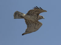 Deze slangenarend had het even moeilijk in de felle wind die soms de kaap teistert. © Patrick Keirsebilck