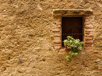 Een oude muur met balkonplantje. © Bart Heirweg