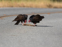 Turkey vultures. © Iwan Lewylle