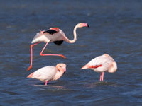 Flamingo-alarm: uitkijken bij de landing!