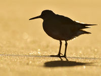 Deze wandering tattler ruilt de koude winters van Alaska in voor een zandstrand op deze pristiene locatie. © Yves Adams