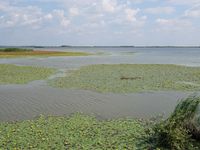 De vijvers van Hortobagy zijn grotendeels begroeid met watergentianen, wat voor enorme tapijten zorgt. © Jos Tuerlinckx