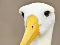 Waved albatrosses are just spectacular! © Yves Adams