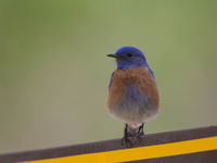 Een western bluebird. © Iwan Lewylle