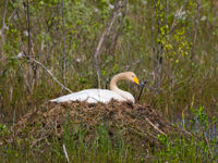 Un cygne chanteur sur son nid. © Voyages STARLING