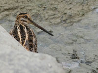 De Noord-Amerikaanse tegenhanger van onze watersnip, wilson's snipe. © Joachim Bertrands