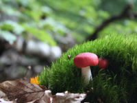 Een russula verschijnt vanonder een moskussen. © Kenny Kenners