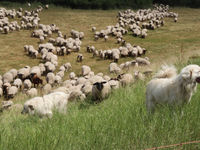 Schapen hebben steeds hun bodyguards bij. © Kenny Kenners