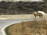 Een wolf steekt de baan over. © Stephan Kaasche