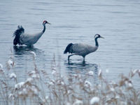 Een koppel kraanvogels waadt door het water. © Stephan Kaasche