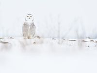 Een vrouwtje sneeuwuil vanuit een laag standpunt. © Yves Adams