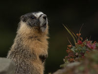 In de bergen in het binnenland wemelt het van het leven, je ziet er onder meer deze yellow-bellied marmot. © Joachim Bertrands