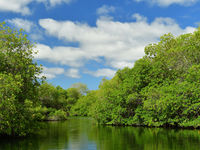 Weelderige mangroves. © Yves Adams