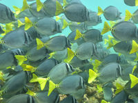 A pod of colorful reef fish. © Yves Adams