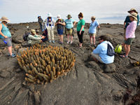 Lava cactussen. © Yves Adams