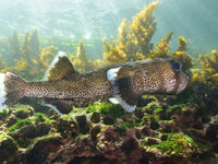 This porcupinefish is armed with an army of spikes which it can erect during an attack. © Yves Adams