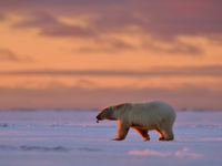 Sfeerbeeld ijsbeer bij zonsondergang. © Yves Adams