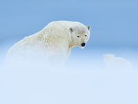Sfeerbeeld ijsbeer. © Yves Adams