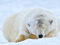 Slapende ijsbeer. © Yves Adams