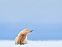 Sfeerbeeld ijsbeer in het habitat. © Yves Adams