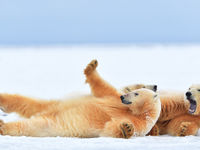Luierende ijsberen. © Yves Adams