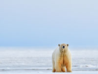 Een ijsbeer in het landschap. © Yves Adams