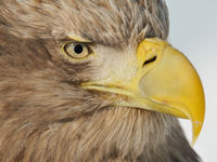 Een close-up van een zeearend. © Yves Adams